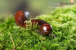 Riesiger Feuer-Tausendfüßer, Pelmatojulus Excisus -Fischbedarf Laden Riesiger Feuer Tausendfuesser Pelmatojulus excisus 3