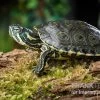 Rio-Grande-Schmuckschildkröte, Pseudemys Gorzugi