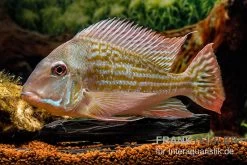 Rio-Negro-Erdfresser, Geophagus Winemilleri 7 Rio-Negro-Erdfresser, Geophagus Winemilleri -Fischbedarf Laden Rio Negro Erdfresser Geophagus winemilleri neu 3