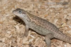 Rollschwanzleguan, Leiocephalus Carinatus -Fischbedarf Laden Rollschwanzleguan Leiocephalus carinatus
