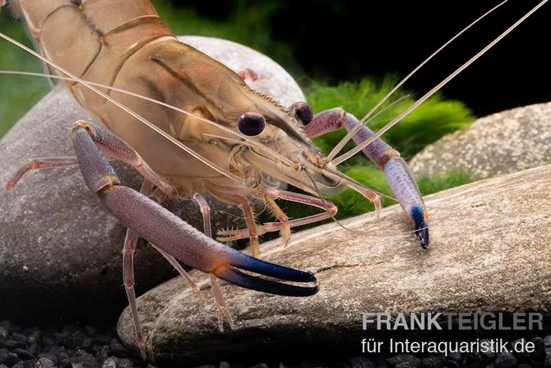 Rosenberggarnele, Macrobrachium Rosenbergii 4 Rosenberggarnele, Macrobrachium Rosenbergii – Bild 2