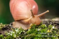 Rote Hausschnecke, Limicolaria Sp. "Deep Red" -Fischbedarf Laden Rote Hausschnecke Limicolaria sp Deep Red 4