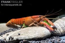 Roter Papuakrebs, Cherax Boesemani (Cherax Red Brick/ Red Chilli) -Fischbedarf Laden Roter Papuakrebs Cherax boesemani Cherax Red Brick 1
