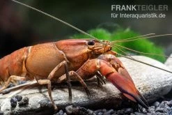 Roter Papuakrebs, Cherax Boesemani (Cherax Red Brick/ Red Chilli) -Fischbedarf Laden Roter Papuakrebs Cherax boesemani Cherax Red Brick 2