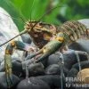 Rotscherenkrebs, Cherax Quadricarinatus -Fischbedarf Laden Rotscherenkrebs Cherax quadricarinatus