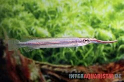 Rotstreifen-Halbschnabelhecht, Hemirhamphodon Phaiosoma (kapuasnensis)