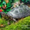 Rückenstreifen-Pelomedusenschildkröte, Pelusios Gabonensis -Fischbedarf Laden Rueckenstreifen Pelomedusenschildkroete Pelusios gabonensis 1