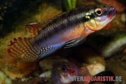 Sabinae-Zwergbuntbarsch, Congochromis Sabinae 9 Sabinae-Zwergbuntbarsch, Congochromis Sabinae -Fischbedarf Laden Sabinae Zwergbuntbarsch Congochromis sabinae 2