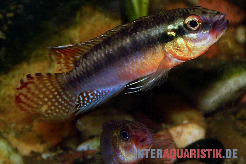 Sabinae-Zwergbuntbarsch, Congochromis Sabinae 6 Sabinae-Zwergbuntbarsch, Congochromis Sabinae – Bild 4