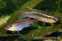Sabinae-Zwergbuntbarsch, Congochromis Sabinae 8 Sabinae-Zwergbuntbarsch, Congochromis Sabinae -Fischbedarf Laden Sabinae Zwergbuntbarsch Congochromis sabinae 3