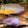 Sabinae-Zwergbuntbarsch, Congochromis Sabinae -Fischbedarf Laden Sabinae Zwergbuntbarsch Congochromis sabinae neu