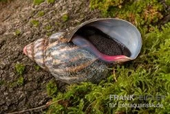 Samt-Achatschnecke, Archachatina Marginata Suturalis "Ikom" -Fischbedarf Laden Samt Achatschnecke Archachatina marginata suturalis Ikom 3