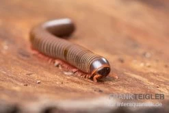 Satun-Tausendfüßer, Spirobolus Sp. "Satun" 7 Satun-Tausendfüßer, Spirobolus Sp. "Satun" -Fischbedarf Laden Satun Tausendfuesser Spirobolus sp Satun 3