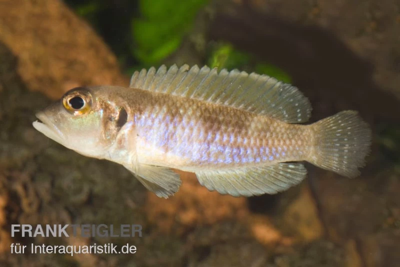 Schneckenbuntbarsch Gold, Lamprologus Ocellatus, DNZ 3 Schneckenbuntbarsch Gold, Lamprologus Ocellatus, DNZ