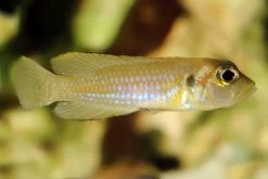 Schneckenbuntbarsch Gold, Lamprologus Ocellatus, DNZ 7 Schneckenbuntbarsch Gold, Lamprologus Ocellatus, DNZ -Fischbedarf Laden Schneckenbuntbarsch gold Lamprologus ocellatus 3