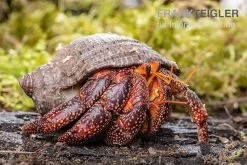 Schwarzer Landeinsiedlerkrebs, Coenobita Sp. Black (Größe XL) -Fischbedarf Laden Schwarzer Landeinsiedlerkrebs Coenobita sp Black 3