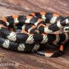 Schwarzgebänderte Wühltrugnatter, Scolecophis Atrocinctus -Fischbedarf Laden Schwarzgebaenderte Wuehltrugnatter Scolecophis atrocinctus 1