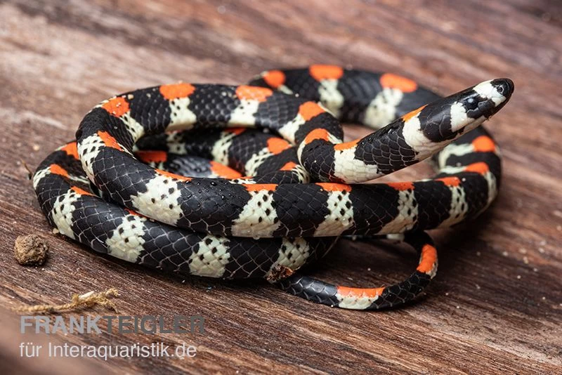 Schwarzgebänderte Wühltrugnatter, Scolecophis Atrocinctus 3 Schwarzgebänderte Wühltrugnatter, Scolecophis Atrocinctus