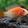 Schwarzkehlbuntbarsch Gold, Apistogramma Viejita Gold, Paarweise 1 Schwarzkehlbuntbarsch Gold, Apistogramma Viejita Gold, Paarweise -Fischbedarf Laden Schwarzkehlbuntbarsch gold Apistogramma viejita gold paarweise 1