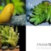 Schwebealgen-Bundle: 2x Ornamentmuscheln + 1 Portion Büschelfarn + 4 Bund-Pflanzen -Fischbedarf Laden Schwebealgen Bundle 2 Ornamentmuscheln 1 Bueschelfa