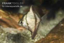 Sebae-Flossenblatt, Monodactylus Sebae -Fischbedarf Laden Sebae Flossenblatt Monodactylus sebae 2