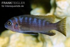 Sechsstreifen-Tilapia, Cynotilapia Afra "Jalo Reef", DNZ 10 Sechsstreifen-Tilapia, Cynotilapia Afra "Jalo Reef", DNZ -Fischbedarf Laden Sechsstreifen Tilapia Cynotilapia afra 2