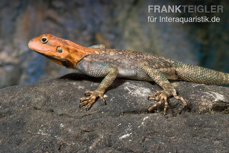 Siedleragame, Agama Agama 3 Siedleragame, Agama Agama