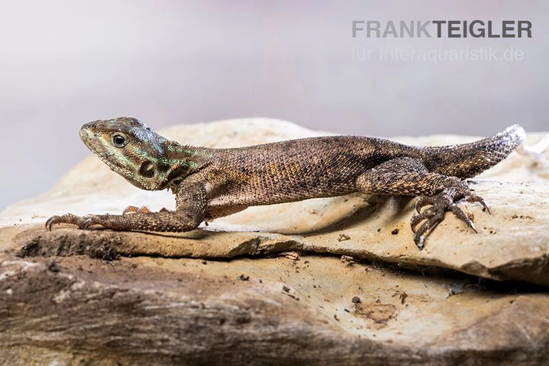 Siedleragame, Agama Agama 4 Siedleragame, Agama Agama – Bild 2