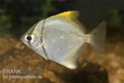 Silberflossenblatt, Monodactylus Argenteus -Fischbedarf Laden Silberflossenblatt Monodactylus argenteus 1