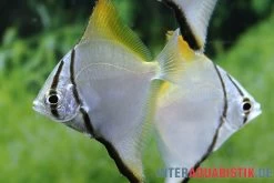 Silberflossenblatt, Monodactylus Argenteus