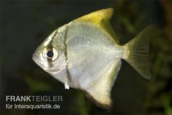 Silberflossenblatt, Monodactylus Argenteus -Fischbedarf Laden Silberflossenblatt Monodactylus argenteus 2