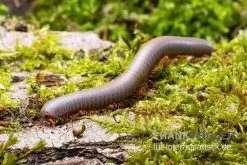 Silberner Tausendfüßer, Aulacobolus Unicatus "Silver"