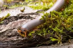 Silberner Tausendfüßer, Aulacobolus Unicatus "Silver" -Fischbedarf Laden Silberner Tausendfuesser Aulacobolus unicatus Silver 3