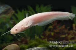 Goldener Flusswels, Silurus Glanis Gold (Kaltwasser) 8 Goldener Flusswels, Silurus Glanis Gold (Kaltwasser) -Fischbedarf Laden Silurus glanis flusswels 1