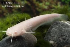 Goldener Flusswels, Silurus Glanis Gold (Kaltwasser) 9 Goldener Flusswels, Silurus Glanis Gold (Kaltwasser) -Fischbedarf Laden Silurus glanis flusswels 2