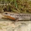 Sonnenskink, Mabuya Macularia -Fischbedarf Laden Sonnenskink Mabuya macularia 1