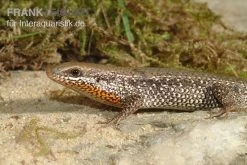 Sonnenskink, Mabuya Macularia