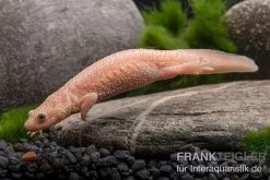 Spanischer Albino-Rippenmolch, Pleurodeles Waltl Albino -Fischbedarf Laden Spanischer Albino Rippenmolch Pleurodeles waltl albino 3