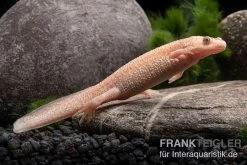 Fischbedarf Laden -Fischbedarf Laden Spanischer Albino Rippenmolch Pleurodeles waltl albino 4