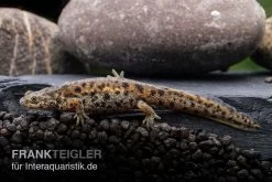Fischbedarf Laden 6 Spanischer Rippenmolch, Pleurodeles Waltl