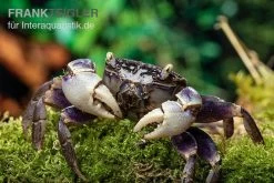 Spider Crab Sp. Blue, Neosarmatium Rotundifrons -Fischbedarf Laden Spider Crab Blue 13