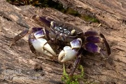 Spider Crab Sp. Blue, Neosarmatium Rotundifrons -Fischbedarf Laden Spider Crab Blue 2