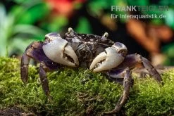 Spider Crab Sp. Blue, Neosarmatium Rotundifrons -Fischbedarf Laden Spider Crab Blue 9