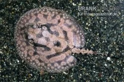 Stachelrochen, Potamotrygon Hystrix