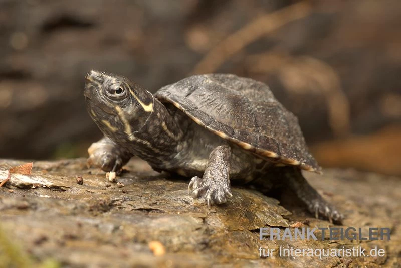 Gewöhnliche Moschusschildkröte, Sternotherus Odoratus ENZ 4 Gewöhnliche Moschusschildkröte, Sternotherus Odoratus ENZ – Bild 2