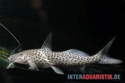 Stier-Antennenwels, Aguarunichthys Torosus