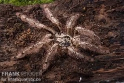Leopardvogelspinne, Stromatopelma Calceatum XL -Fischbedarf Laden Stromatopelma calceatum 1