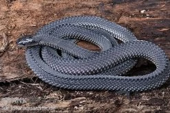 Südliche Feilennatter, Mehelya Capensis