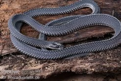 Südliche Feilennatter, Mehelya Capensis -Fischbedarf Laden Suedliche Feilennatter Mehelya capensis 3