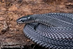 Südliche Feilennatter, Mehelya Capensis -Fischbedarf Laden Suedliche Feilennatter Mehelya capensis 5